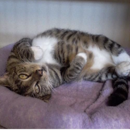 PetConnect Rescue - Cecilia1.jpg
